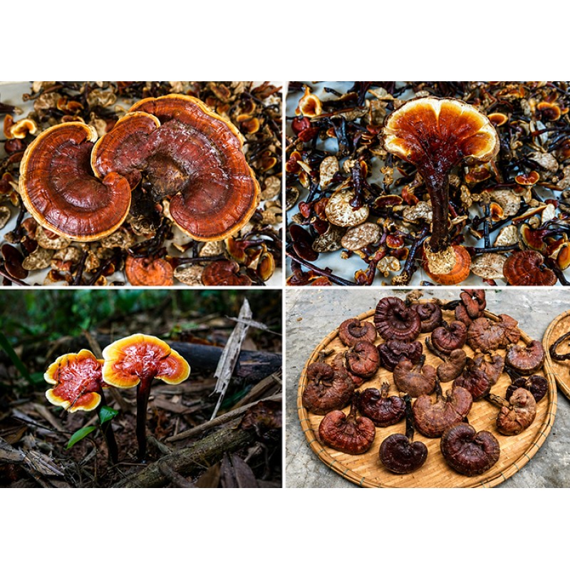 Nấm Lim Xanh Nấm Lim Xanh