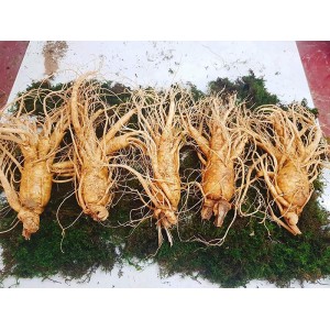 Nhân Sâm Tươi Hàn Quốc 5 Củ/kg