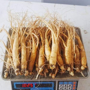 Nhân Sâm Tươi Hàn Quốc Hầm Gà
