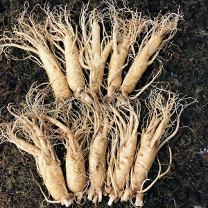Nhân Sâm Tươi Hàn Quốc 10 Củ/kg