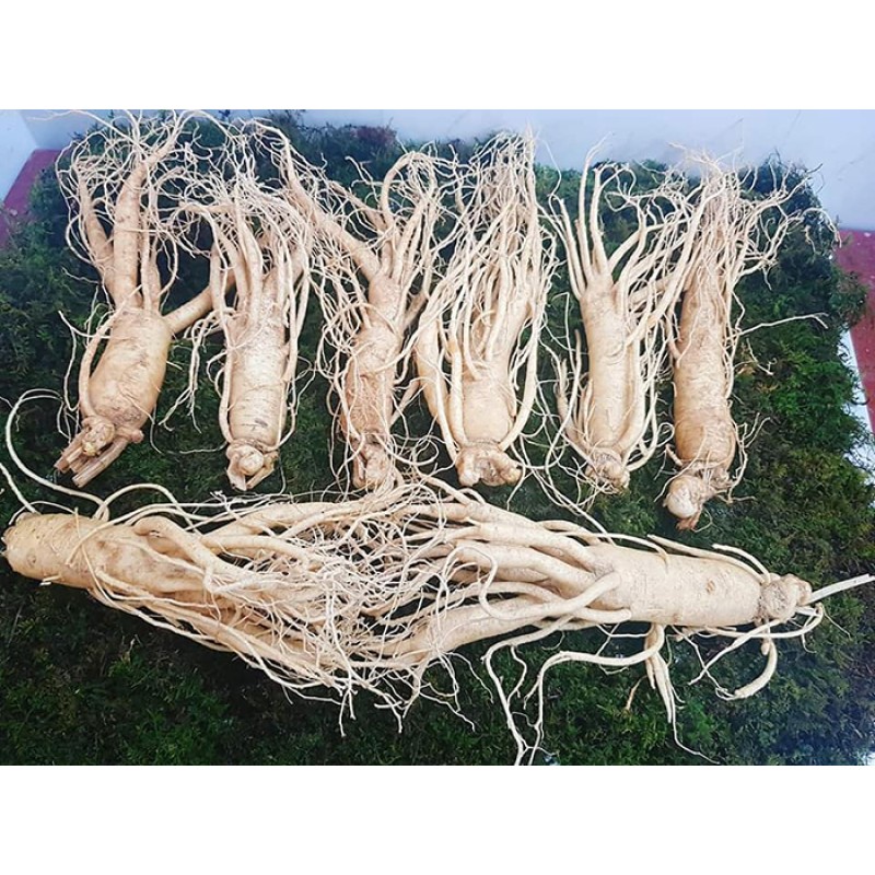 Nhân Sâm Tươi Hàn Quốc 8 Củ/kg